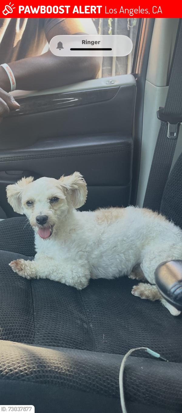 Lost Female Dog last seen Figueroa , Los Angeles, CA 90044