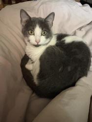 Reunited Female Cat last seen Tara, Richmond, TX 77469