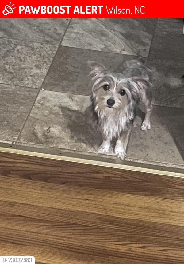 Lost Male Dog last seen Near Mercer st Wilson NC, Wilson, NC 27893