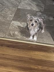 Lost Male Dog last seen Near Mercer st Wilson NC, Wilson, NC 27893