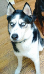 Reunited Male Dog last seen SE 225th Ct, Kent, WA 98031
