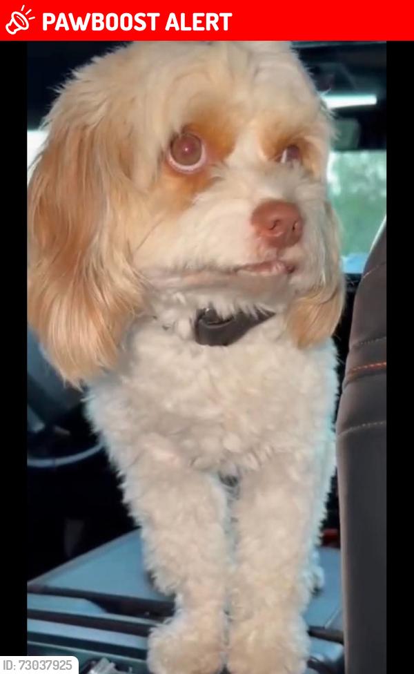 Lost Male Dog last seen Las Ramblas Trailhead, San Juan Capistrano, CA 92673