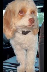 Lost Male Dog last seen Las Ramblas Trailhead, San Juan Capistrano, CA 92673