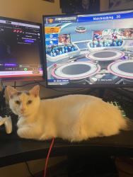 Lost Female Cat last seen Near Lund ave, Rockford, IL 61109