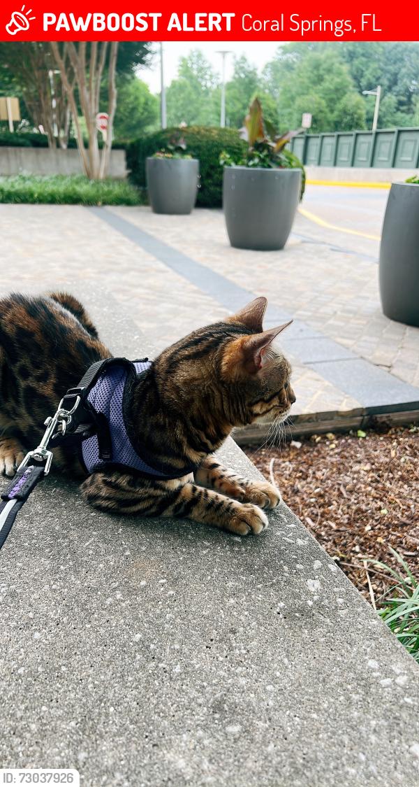 Lost Female Cat last seen Nw 2nd st and 119th, Coral Springs, FL 33076