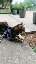 Lost Female Cat last seen Nw 2nd st and 119th, Coral Springs, FL 33076