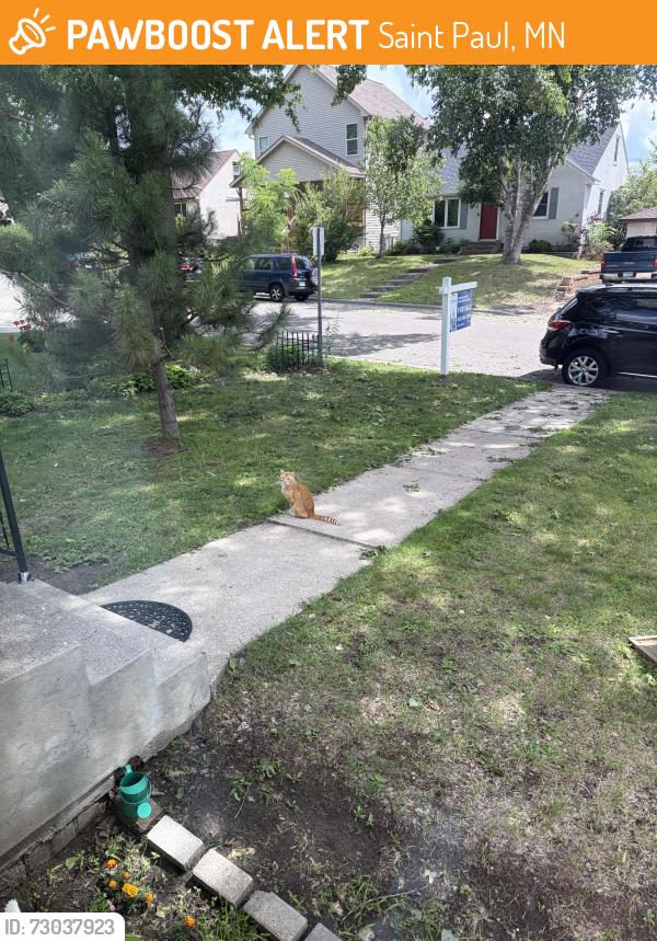 Found/Stray Unknown Cat last seen Rice and Larpenteur, Saint Paul, MN 55117