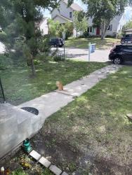 Found/Stray Unknown Cat last seen Rice and Larpenteur, Saint Paul, MN 55117