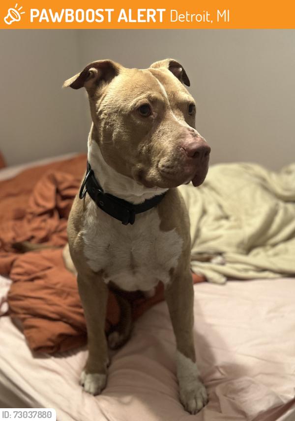 Found/Stray Male Dog last seen McNichols and Greydale Ave, Detroit, MI 48219