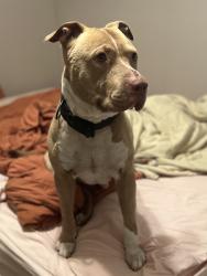Found/Stray Male Dog last seen McNichols and Greydale Ave, Detroit, MI 48219