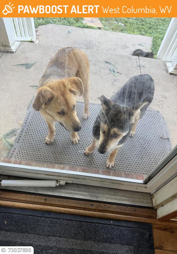 Found/Stray Female Dog last seen Hanging Rock Rd and Carson Rd, West Columbia, WV 25287