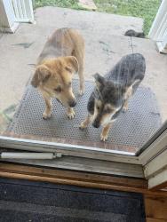 Found/Stray Female Dog last seen Hanging Rock Rd and Carson Rd, West Columbia, WV 25287