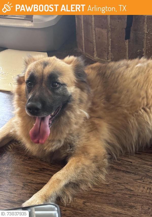 Found/Stray Male Dog last seen Ramos drive , Arlington, TX 76015