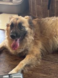 Found/Stray Male Dog last seen Ramos drive , Arlington, TX 76015