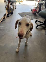 Found/Stray Female Dog last seen Midway Road/Ponderosa Road, Pickens, SC 29671