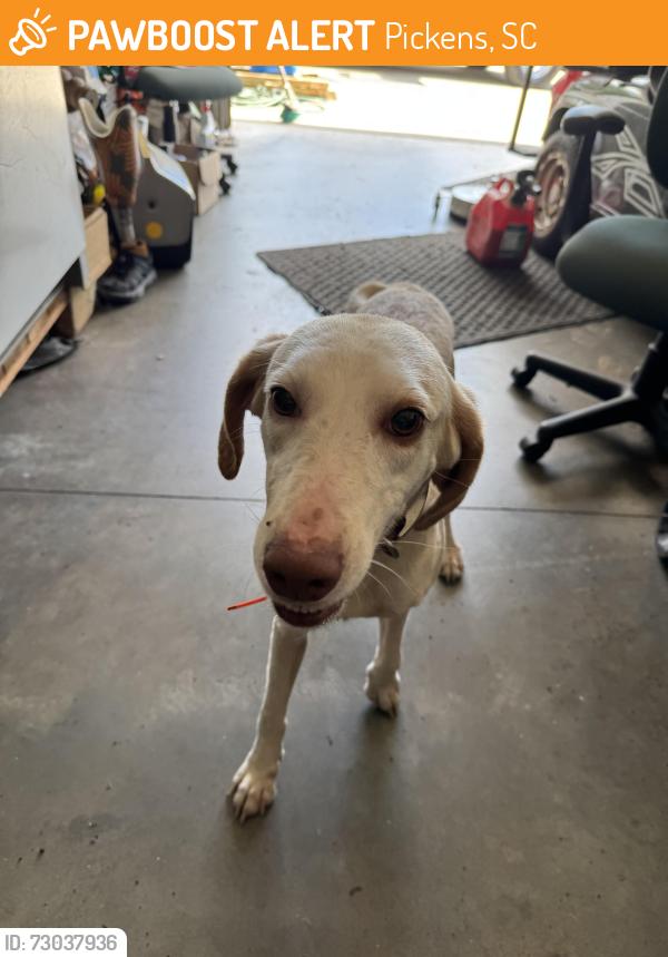 Found/Stray Female Dog last seen Midway Road/Ponderosa Road, Pickens, SC 29671