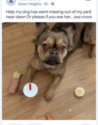 Lost Female Dog last seen Wabash dr, Belleville, IL 62226