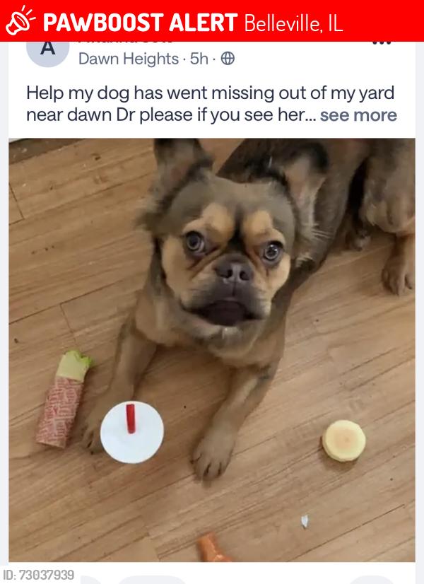 Lost Female Dog last seen Wabash dr, Belleville, IL 62226