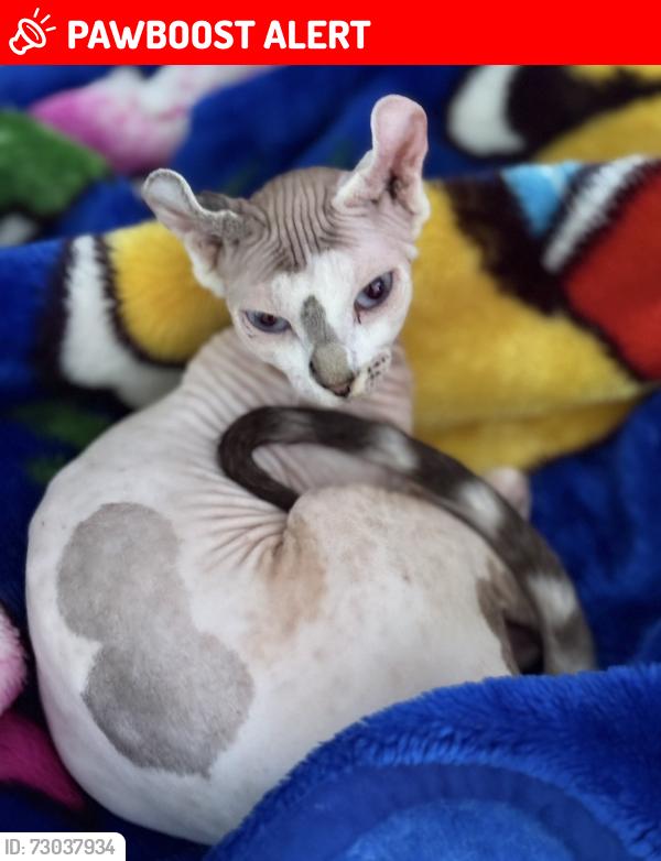 Lost Female Cat last seen Lightfoot Road , Staffordshire, England ST14