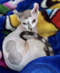 Lost Female Cat last seen Lightfoot Road , Staffordshire, England ST14
