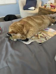 Lost Male Cat last seen double diamond parkway, Reno, NV 89521
