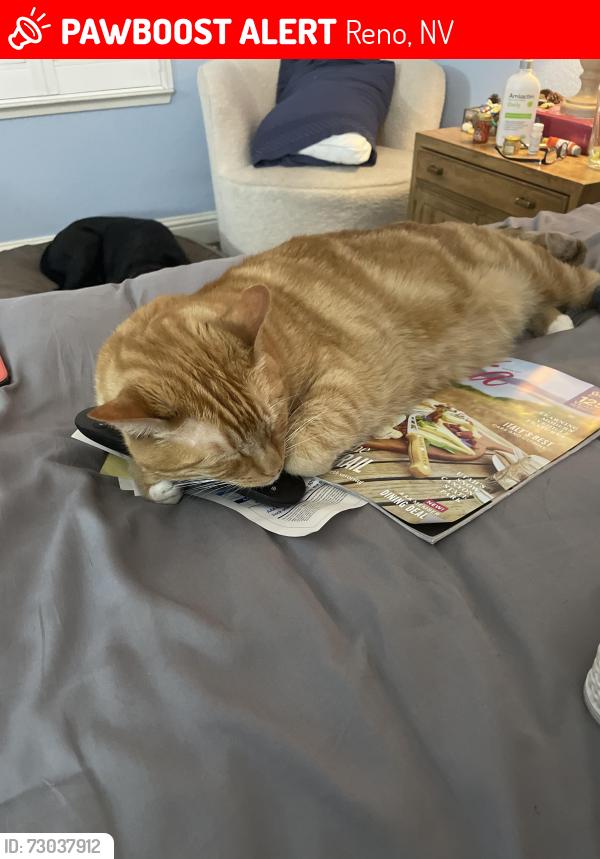 Lost Male Cat last seen double diamond parkway, Reno, NV 89521