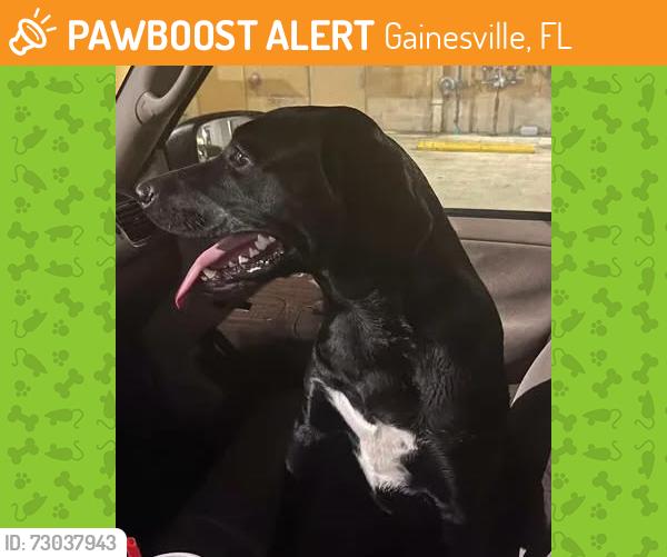 Found/Stray Male Dog last seen SW 20th Ave and SW 34th St, Gainesville, FL 32607