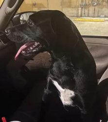 Found/Stray Male Dog last seen SW 20th Ave and SW 34th St, Gainesville, FL 32607