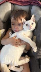 Lost Female Cat last seen McCray street, Bakersfield, CA 93308