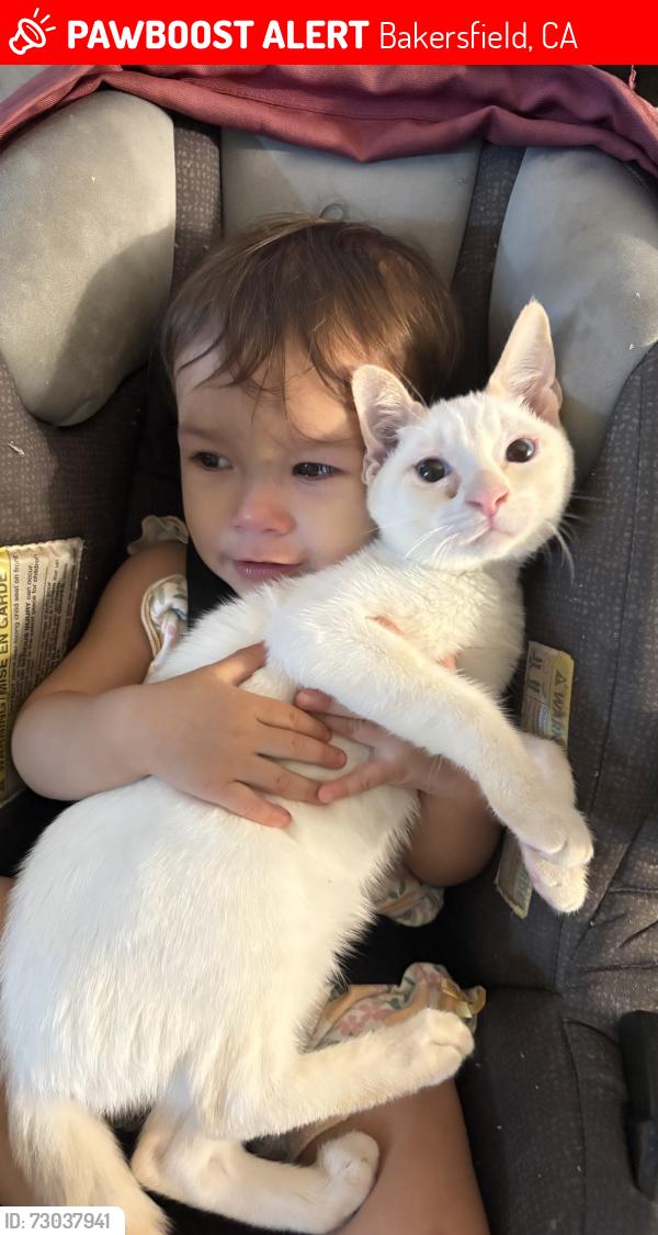 Lost Female Cat last seen McCray street, Bakersfield, CA 93308