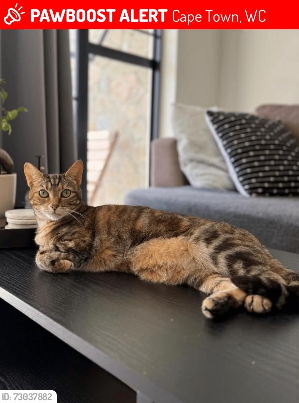Lost Female Cat last seen Fynbos Lifestyle est & Suikerbos Lifestyle est Area, Cape Town, WC 