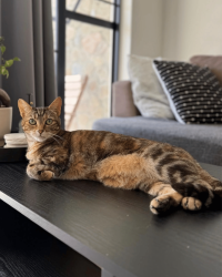 Lost Female Cat last seen Fynbos Lifestyle est & Suikerbos Lifestyle est Area, Cape Town, WC 