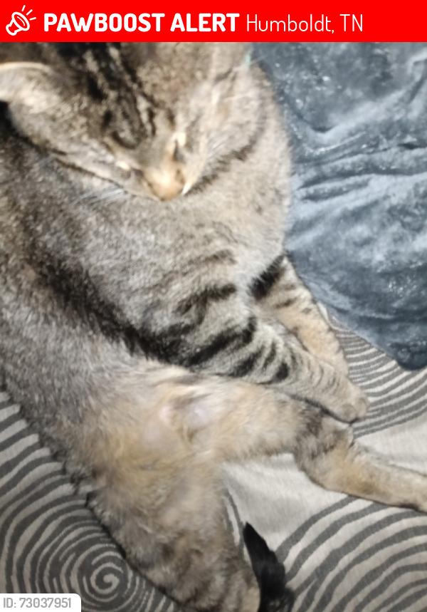 Lost Male Cat last seen Near Northwood Blvd humboldt tennessee, Humboldt, TN 38343