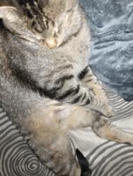 Lost Male Cat last seen Near Northwood Blvd humboldt tennessee, Humboldt, TN 38343