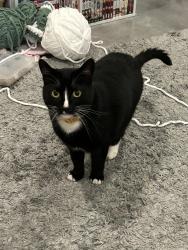 Lost Female Cat last seen Mark West Springs and Old Redwood Highway, Santa Rosa, CA 95403
