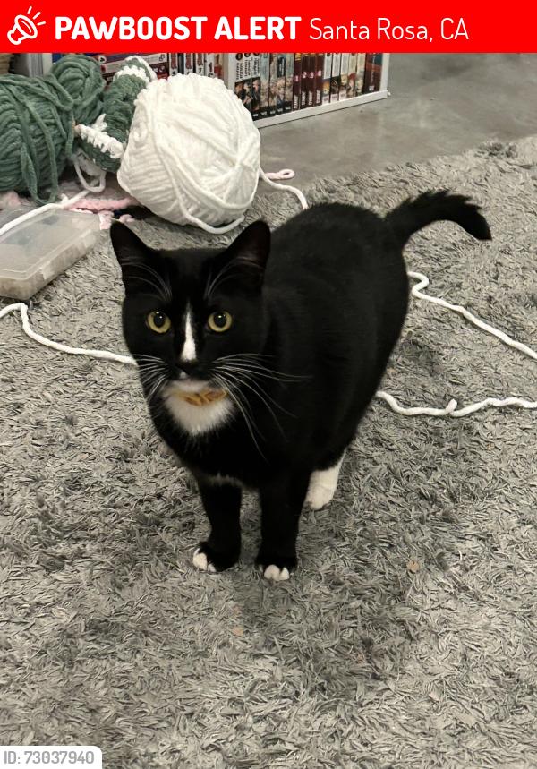 Lost Female Cat last seen Mark West Springs and Old Redwood Highway, Santa Rosa, CA 95403