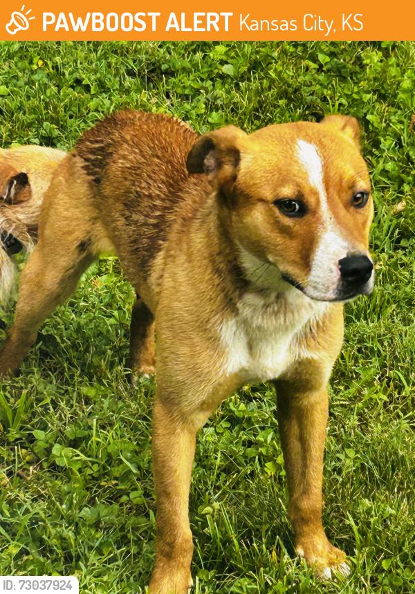 Found/Stray Male Dog last seen Hutton and Georgia, Kansas City, KS 66109