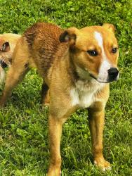 Found/Stray Male Dog last seen Hutton and Georgia, Kansas City, KS 66109