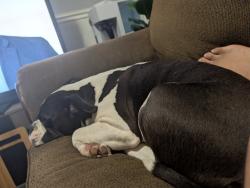 Lost Female Dog last seen Jamestowne Drive & Providence , Virginia Beach, VA 23464