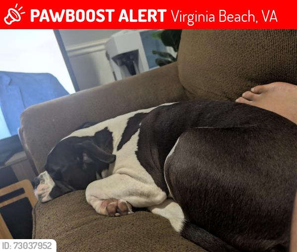 Lost Female Dog last seen Jamestowne Drive & Providence , Virginia Beach, VA 23464