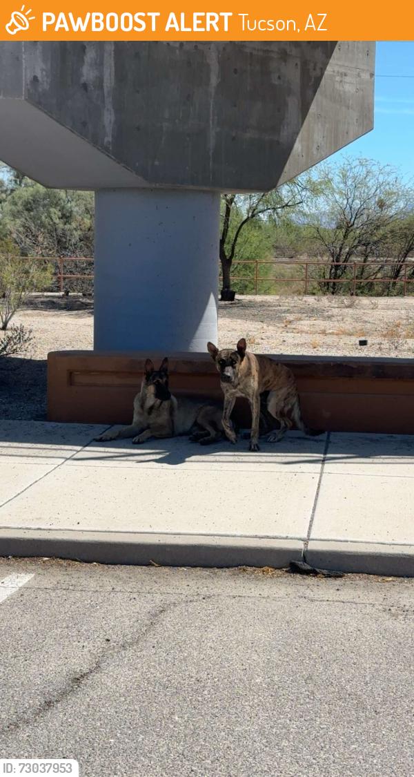 Found/Stray Unknown Dog last seen Camino De La Tierra and Rillito River, Tucson, AZ 85705