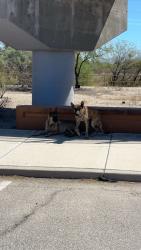Found/Stray Unknown Dog last seen Camino De La Tierra and Rillito River, Tucson, AZ 85705