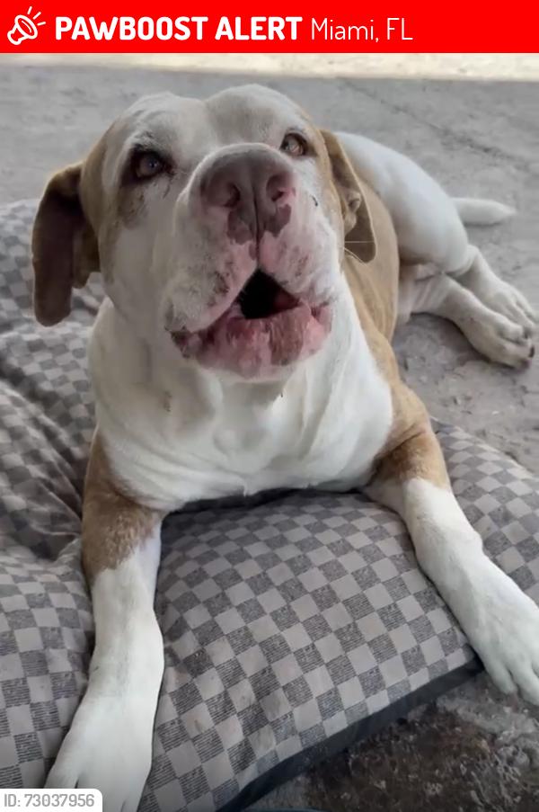 Lost Male Dog last seen Near nw 70th St, Miami, FL 33150