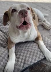 Lost Male Dog last seen Near nw 70th St, Miami, FL 33150