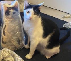 Lost Male Cat last seen Grandview at lake Murray apmts , Irmo, SC 29212