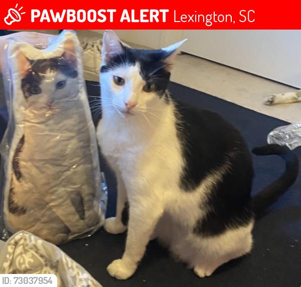 Lost Male Cat last seen Grandview at lake Murray apmts , Irmo, SC 29212