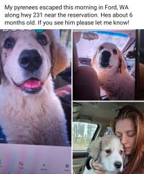 Reunited Male Dog last seen Happy Meadows , Ford, WA 99013