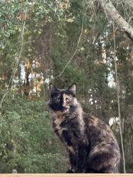 Lost Female Cat last seen Thousand Oaks Blvd. and Parkmor Drive, Calabasas, CA 91302