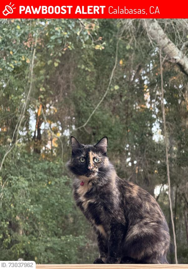 Lost Female Cat last seen Thousand Oaks Blvd. and Parkmor Drive, Calabasas, CA 91302
