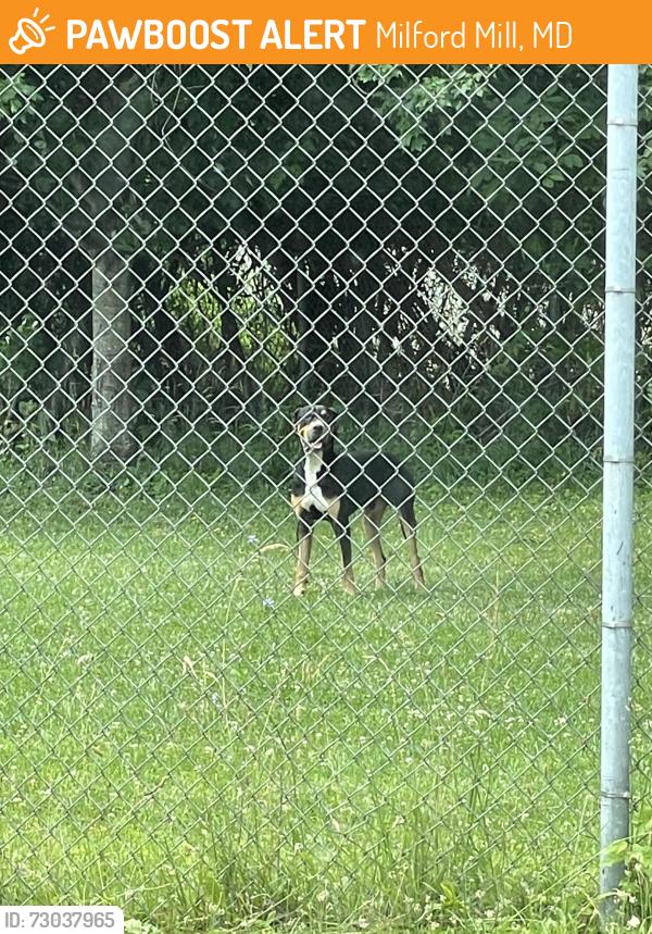 Found/Stray Male Dog last seen Near Washington ave, Milford Mill, MD 21244